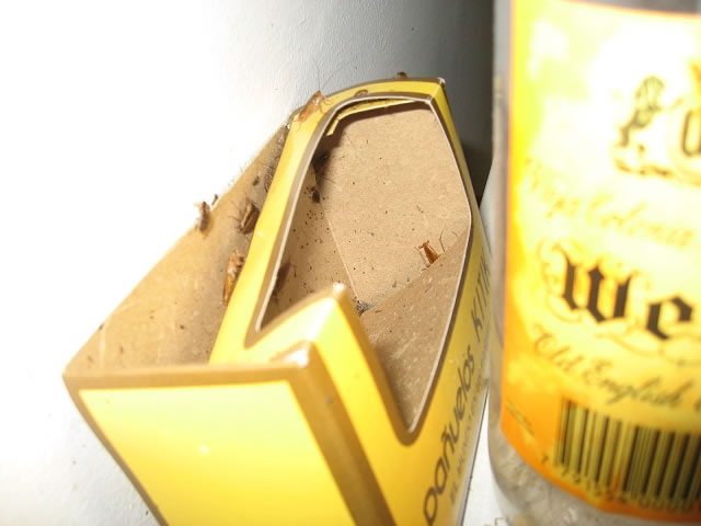 ¿Qué tan importante es la limpieza previa en un tratamiento de control de plagas?