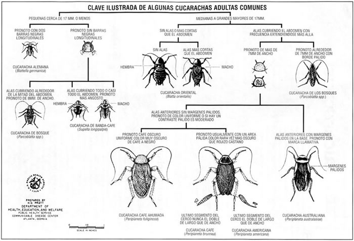 Algunos trucos para el control de cucarachas.