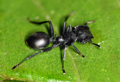 La orientación magnética de las hormigas