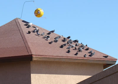 Opciones para el control de palomas.