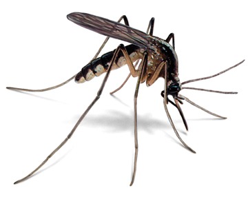 Por qué hay gente a la que se la comen viva los mosquitos
