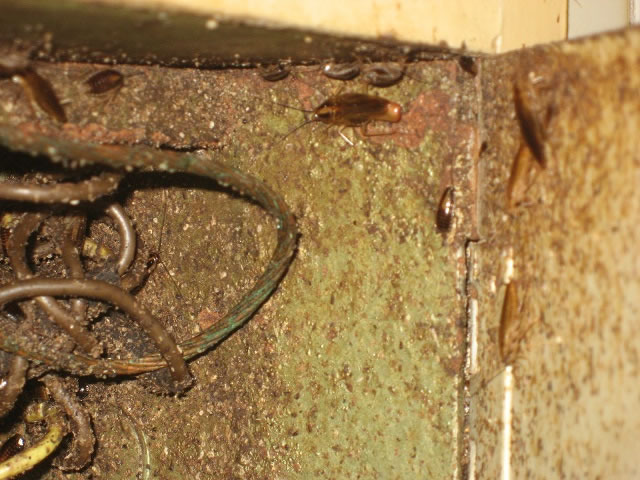 ¿Por qué el control de plagas se está tornando tan complicado?