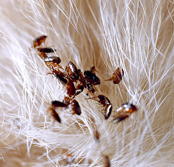 Cosas que se deben hacer antes de realizar un control de pulgas en animales domésticos.