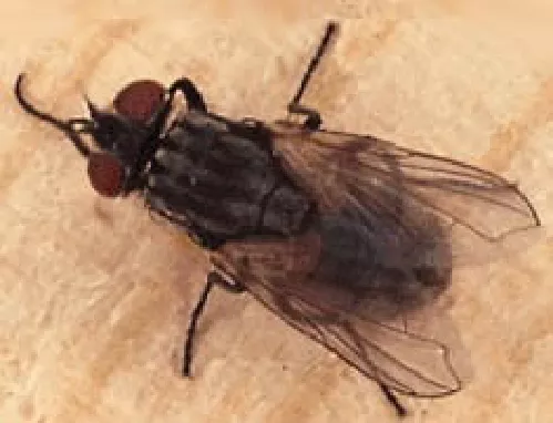 Mosca Doméstica