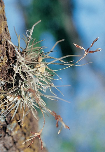 Clavel del Aire Tillandsia