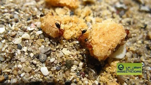 Hormiga Faraona o Faraón