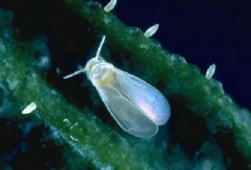 Mosca o Mosquita Blanca