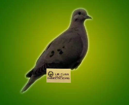 Paloma columbus livia