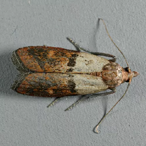 Polilla de la Cocina