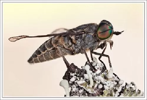 Tábanos Chrysops spp