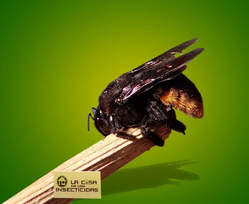 Abeja Carpintera