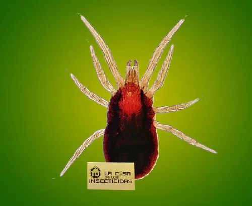 Acaro o piojo de las Aves