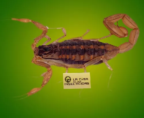 Alacran Tityus trivittatus