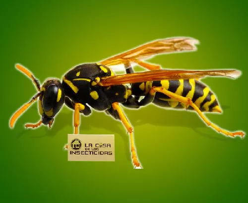 Avispa Amarilla