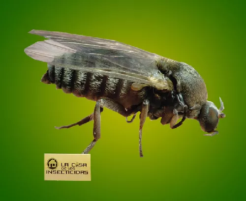 Barigüí (Simúlidos)