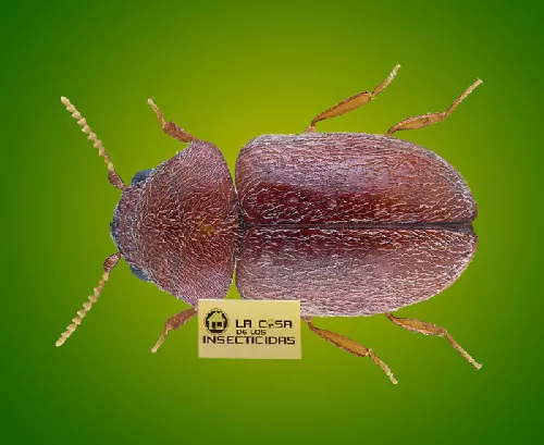 Carcoma de la Estopa (escarabajo)