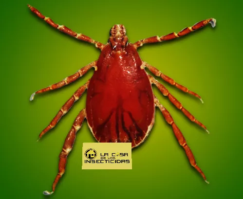 Garrapatas rhipicephalus 