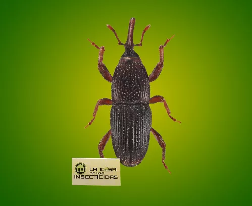 Gorgojo (Picudo) de los Cereales
