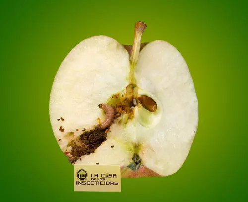 Gusano de la Pera y la Manzana
