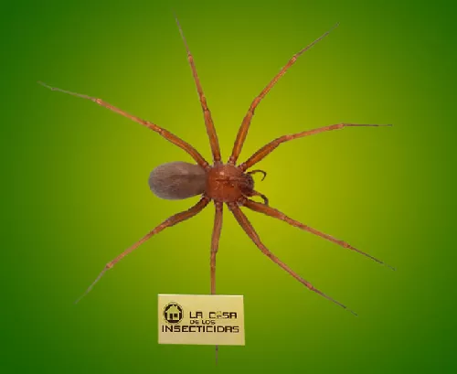 Araña de los Rincones