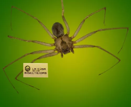 Araña Solitaria Café