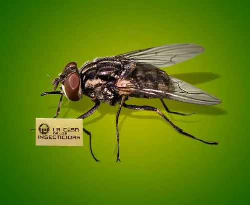 Mosca Pequeña Casera