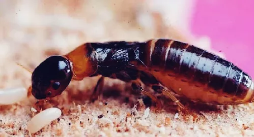 Termita de Madera Seca