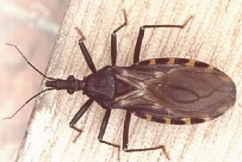 Vinchuca Triatoma